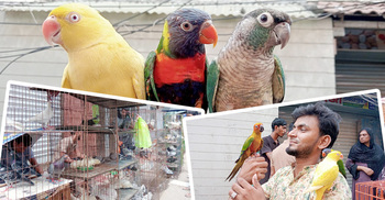 যে হাটে পাখির দাম হাজার থেকে লাখ টাকা