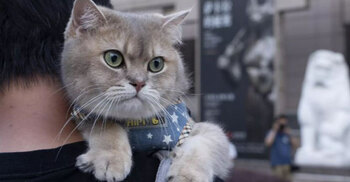 Feline fancy meets pharaohs