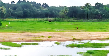 ফেনীর পরশুরাম সীমান্ত থেকে ৫ গরু নিয়ে গেছে বিএসএফ