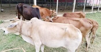 ফেনীতে ৮ চোরাই গরুসহ একজন গ্রেফতার