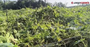 ফেনীতে ‘বারোমাসি’ খালে বদলেছে কৃষকের ভাগ্য