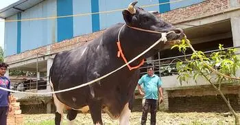 ফেনীতে আলোচনার কেন্দ্রবিন্দুতে দানবীয় গরু ‘মকা’