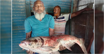 কৃষকের জালে ধরা পড়লো বিশালাকৃতির বিগহেড, ৬ হাজারে বিক্রি