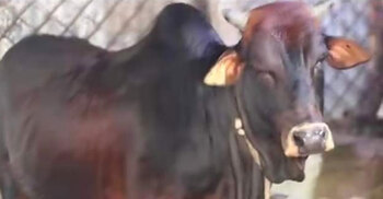 ফরিদপুরে ৫০০ টাকায় গরুর মাংস সরবরাহের উদ্যোগ