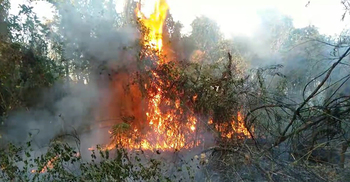 আলতাদিঘী জাতীয় উদ্যানে অগ্নিকাণ্ড