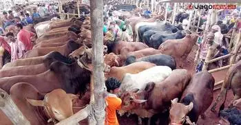 ভারতীয় গরুর আধিপত্য নেই, দেশিতেই লাভের আশা খামারিদের