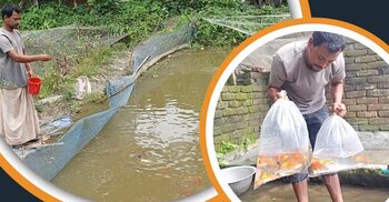রঙিন মাছে সফলতার স্বপ্ন দেখছেন সাগর হোসেন