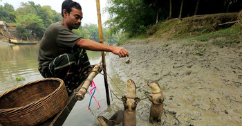ভোঁদড় দিয়ে মাছ শিকার