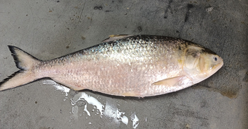 ১৩ হাজারে বিক্রি হলো এক ইলিশ