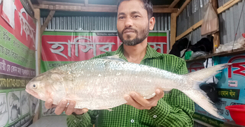 সাড়ে ৬ হাজারে বিক্রি হলো এক ইলিশ