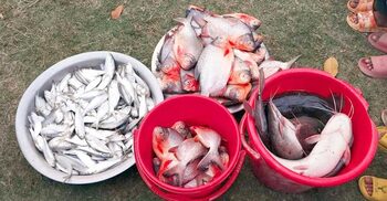 সিরাজগঞ্জে বিক্রি নিষিদ্ধ ১৮৫ কেজি মাছ জব্দ