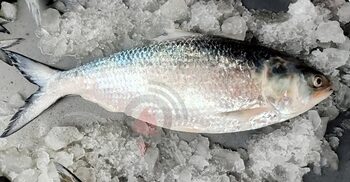 ৫৬০০ টাকায় বিক্রি হলো এক ইলিশ