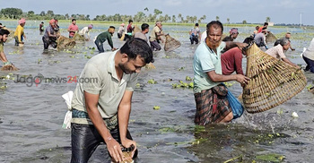 ‘পলো বাওয়া’ উৎসবে মাছ ধরার হিড়িক