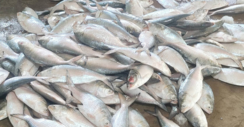 Large hilsa caught in abundance in Teknaf waters