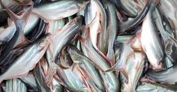 পাঙাশ চাষে আগ্রহ হারাচ্ছেন খামারিরা