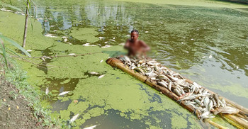 পুকুরের সব মাছ মেরে ফেলেছে প্রতিপক্ষ, কান্না থামছে না মাছ চাষির