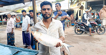 পায়রার এক ইলিশ বিক্রি হলো ৯৫০০ টাকায়