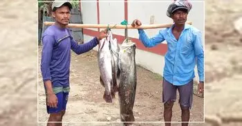 নাফ নদীতে ধরা পড়লো ৬ কোরাল, ৪২ হাজারে বিক্রি