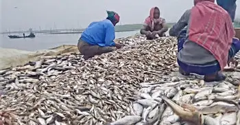 Kishoreganj haors see record fishery yield