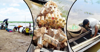 কাউয়া দিঘি হাওরে অবাধে চলছে পোনা শিকার