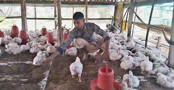 মুরগি ও মাছের সমন্বিত খামারে জীবন বদলে গেছে সজীবের