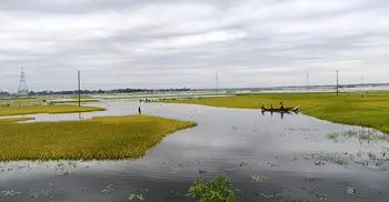 সুনামগঞ্জে রোদের দেখা মিললেও হাওরে কাটেনি বন্যার শঙ্কা