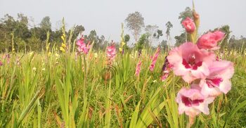 কুড়িগ্রামের মাঠে দুলছে দক্ষিণ আফ্রিকার গ্লাডিওলাস