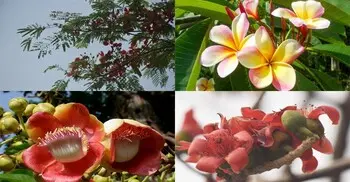 প্রকৃতিতে বৈচিত্র্য আনে যেসব ফুল
