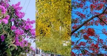 রাজশাহীর সড়কে দেখবেন বাহারি ফুলে রঙের উৎসব