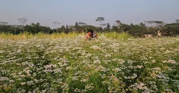 শরীয়তপুরে ধনিয়া চাষে বাম্পার আবাদ, ছাড়াল লক্ষ্যমাত্রা