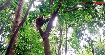 সংকটে লাউয়াছড়া জাতীয় উদ্যান, নিষ্ক্রিয় বন বিভাগ