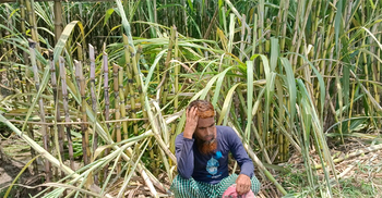 কৃষক জাহাঙ্গীরের ফসল হলেই নষ্ট করে দুর্বৃত্তরা