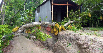 রিমালের প্রভাবে বিদ্যুৎবিচ্ছিন্ন ফরিদপুরের বিভিন্ন এলাকা