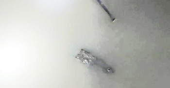 ফরিদপুরে ভুবনেশ্বর নদে কুমির, আতঙ্কে স্থানীয়রা