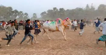 ফরিদপুরে ঐতিহ্যবাহী গরুদৌড় প্রতিযোগিতা অনুষ্ঠিত