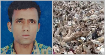 খামারের ৮০০ হাঁস নিয়ে উধাও পাহারাদার