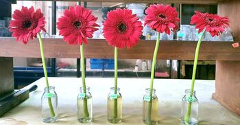 চা পাতার নির্যাসে বাড়বে জারবেরা ফুলের জীবনকাল