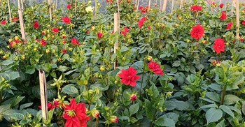 নারায়ণগঞ্জে কমেছে ফুল চাষ, ফোটেনি সময়মতো