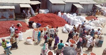 উত্তরাঞ্চলের সবচেয়ে বড় হাটে বেচাকেনা হয় কোটি টাকার লাল মরিচ