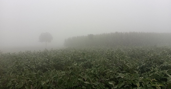 মৃদু শৈত্যপ্রবাহে শীতে কাঁপছে গাইবান্ধা