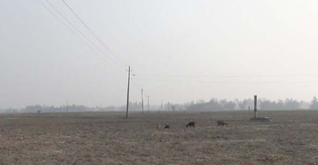 বিএমডিএর উদাসীনতায় ২৫০ বিঘা জমির বোরো চাষ ব্যাহত