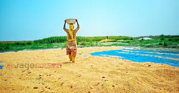 ‘তেলের পেছনে ছুটবো না কি কৃষিকাজ করবো?’