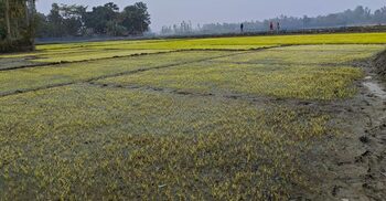 গাইবান্ধায় তীব্র শীত-কুয়াশায় নষ্ট হচ্ছে বীজতলা