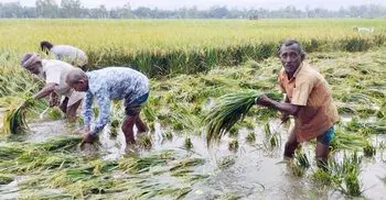 গাইবান্ধায় বৃষ্টিতে তলিয়ে যাচ্ছে ধানের ক্ষেত