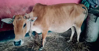 সুদের টাকার দিতে না পারায় বিধবার গরু নিয়ে গেলেন দাদন ব্যবসায়ী