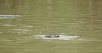 গাজীপুর সাফারি পার্কে জলহস্তি পরিবারে নতুন সদস্য