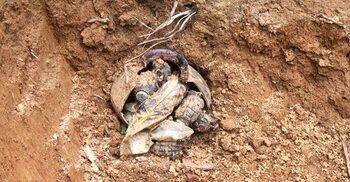 গাজীপুরে মাটি খুঁড়তেই পাওয়া গেলো গ্রেনেড সদৃশ বস্তু