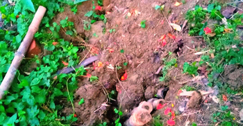 গাজীপুরে এক কবরস্থান থেকে ২০ কঙ্কাল চুরি