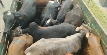 ডাকাতির আধা ঘণ্টার মধ্যেই ১৯ গরুসহ ট্রাক উদ্ধার করলো পুলিশ
