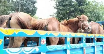 গোপনে ঘোড়া জবাই করে মাংস বিক্রির অভিযোগ, ৯ ঘোড়াসহ আটক ৫